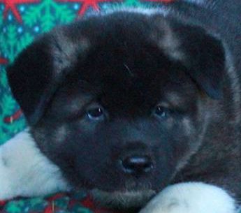 Misha