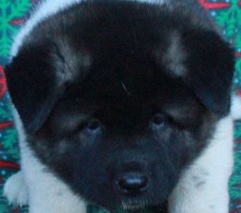 Misha