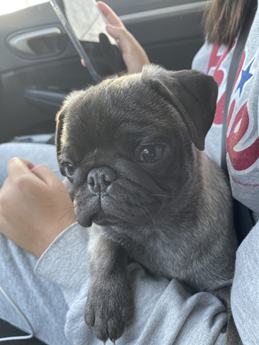 Mochi
