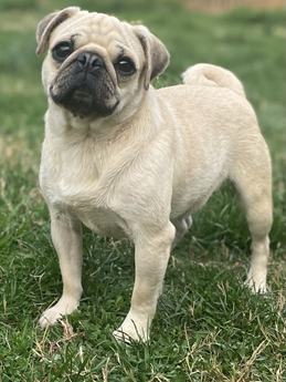 Mochi