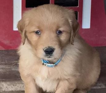 Nugget
