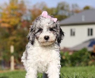 Oreo