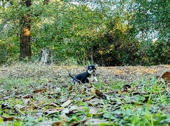 Pixel