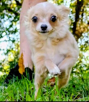Pixel