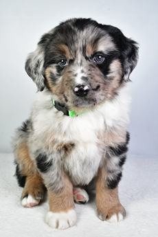 Porter