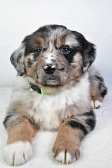 Porter