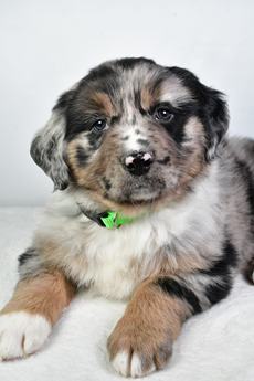 Porter