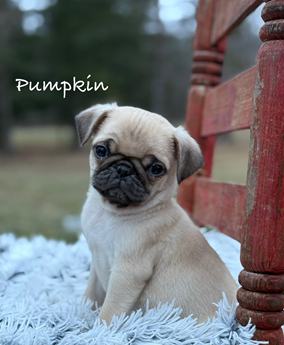Pumpkin