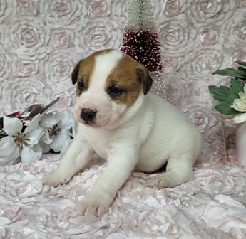 Purebred Jack Russell Terrier 
