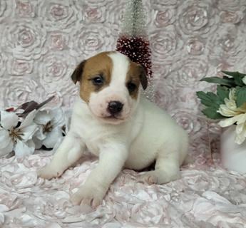 Purebred Jack Russell Terrier 