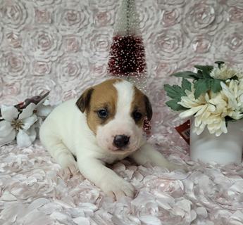 Purebred Jack Russell Terrier 