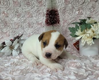 Purebred Jack Russell Terrier 
