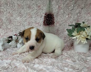 Purebred Jack Russell Terrier 