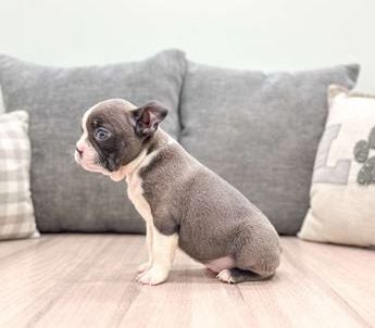 Roxy