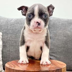 Roxy
