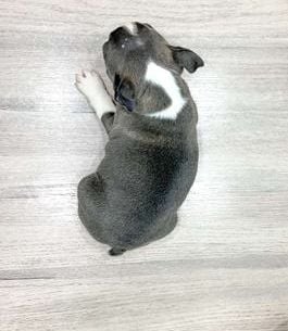 Roxy