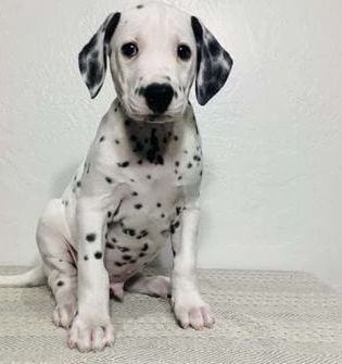 Ryder