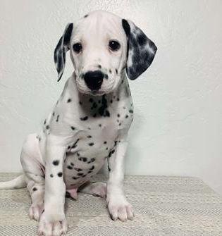 Ryder