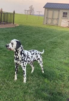 Ryder