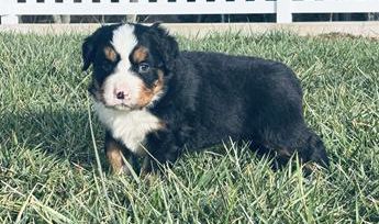 Simba