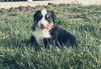 Simba
