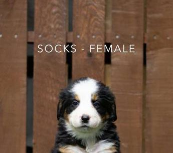 Socks