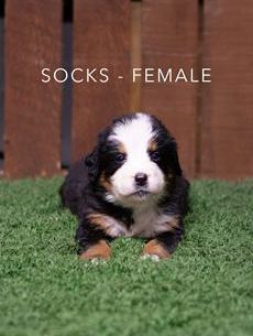 Socks