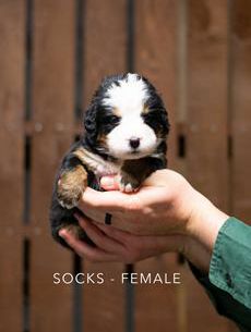 Socks