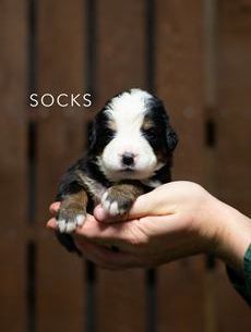 Socks