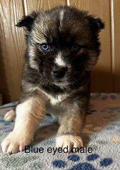 Teddy