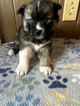 Teddy