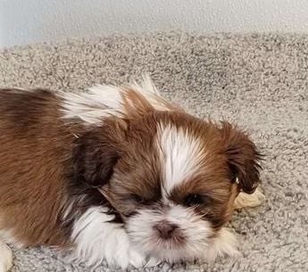 Teddy