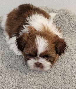 Teddy