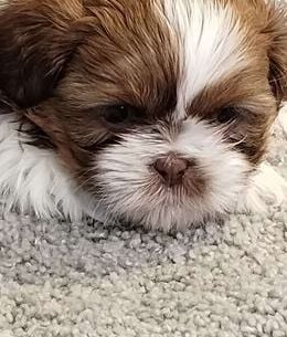 Teddy
