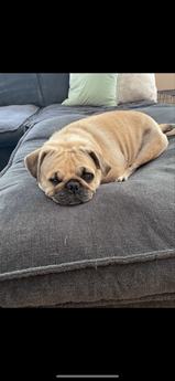 Theodore
