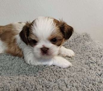 Tiny