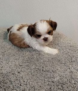Tiny