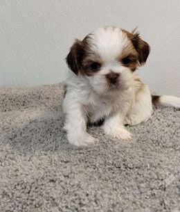 Tiny