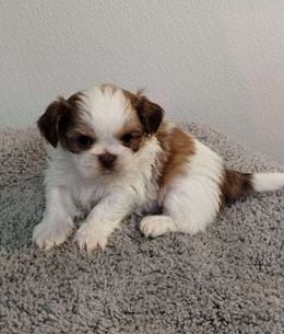 Tiny