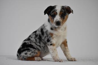 Tucker