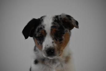 Tucker
