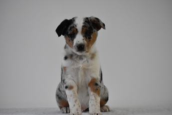 Tucker