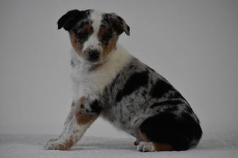 Tucker