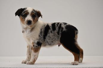 Tucker