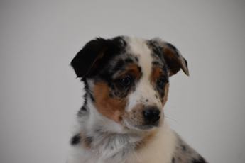 Tucker