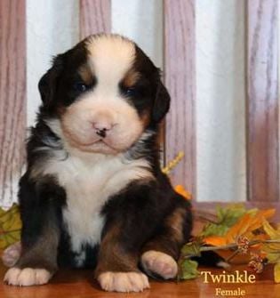 Twinkle