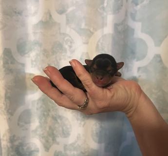 Very Little White