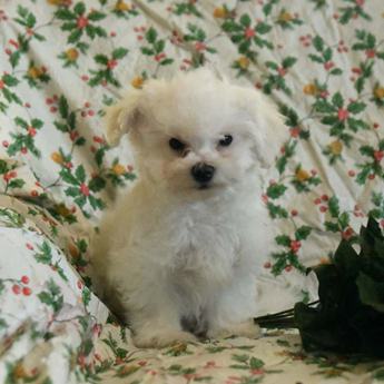 Abby