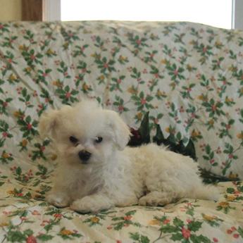 Abby