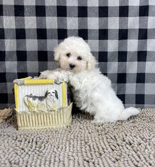 Belle